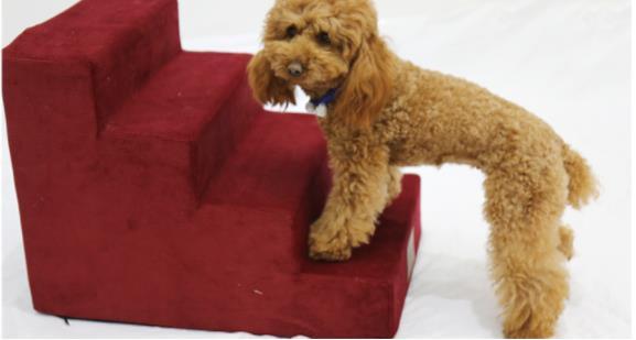 Gentle Stair Fun for Lovable Pets