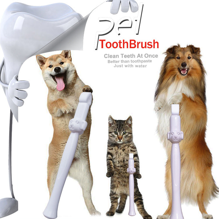 Tooth Clean Fun for Energetic Pet Days