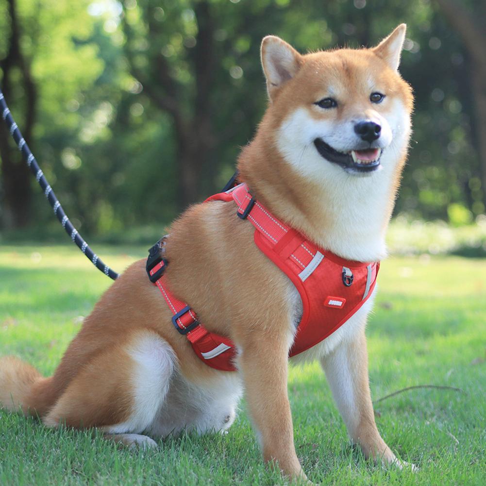 Durable No-Pull Harness for Outdoor Adventures