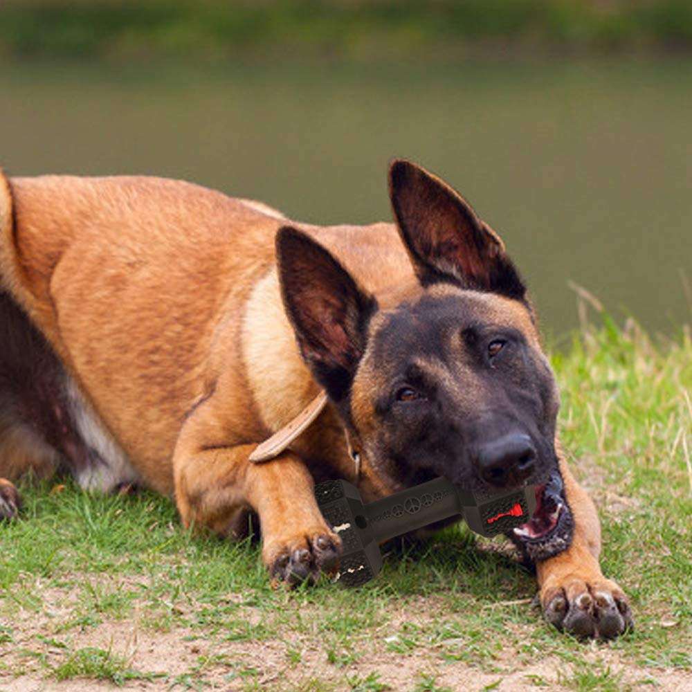 Indestructible Fun for Your Power Chewer Pup