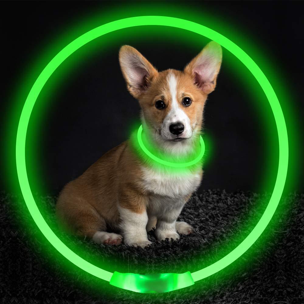 Neon Collar Delight for Energetic Pals