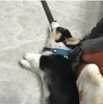 Cozy Anti-Strangulation Teddy for Pet Safety