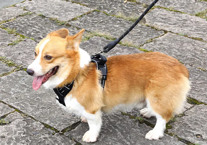 Comfy No-Pull Harness for Happy Walks