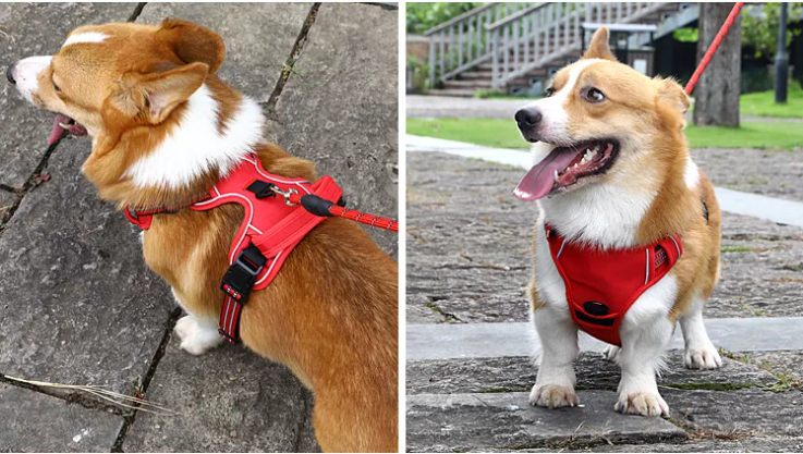 Comfy No-Pull Harness for Happy Walks