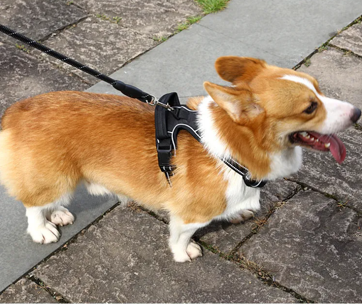 Comfy No-Pull Harness for Happy Walks