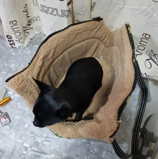 Outdoor travel pet backpack