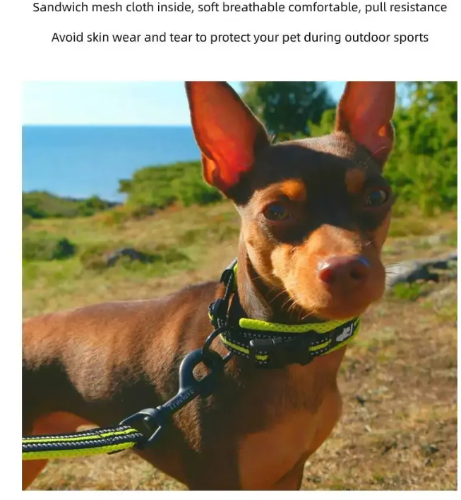 Cozy Anti-Strangulation Teddy for Pet Safety