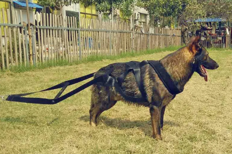 Fun Dog Training Gear: Leashes & Comfortable Chest Straps