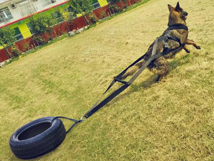 Fun Dog Training Gear: Leashes & Comfortable Chest Straps