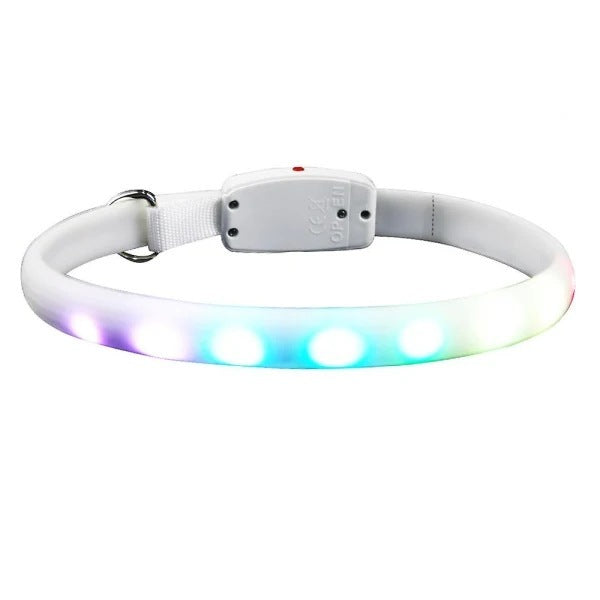 Luminous Joy for Lovable Dog Walks