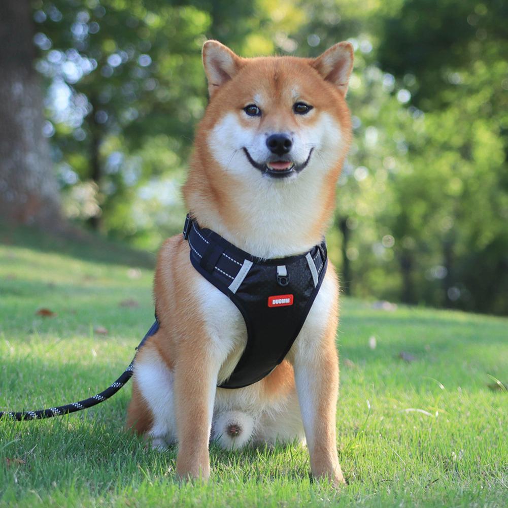 Durable No-Pull Harness for Outdoor Adventures